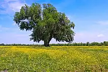 Image 37A field of yellow wildflowers in St. Bernard Parish  (from Louisiana)