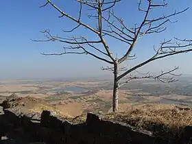 Tree stood alone on the fort