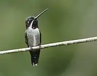 Female - Morti, Panama