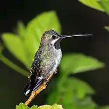 Male, Panama