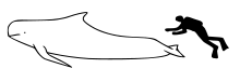 Long-finned pilot whale size