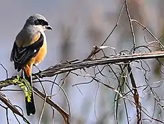 Long-tailed shrike at Chandigarh, India