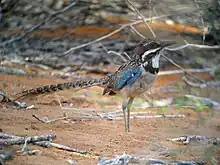 Overall with blue on its wing, looks right with its long tail pointed straight back while standing in reddish-brown sand in a thicket.