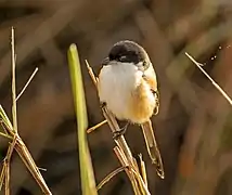 tricolor  at Kaziranga National Park, Assam, India