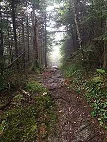 This is a section of the Long Trail. Taken during the Summer time, the trees are dark green and the path is a rich brown.