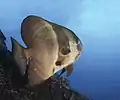 Longfin batfish, 2018