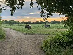 Two cows standing in a field next to a path.