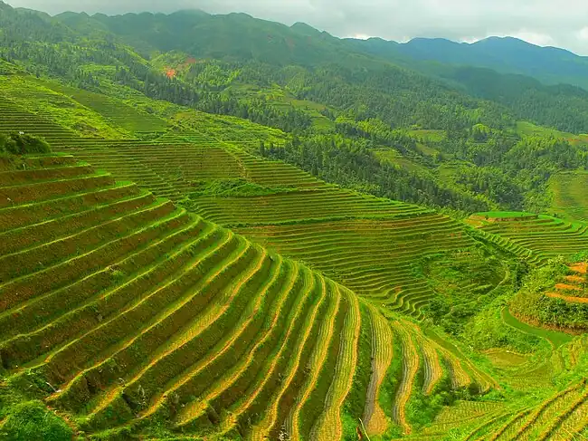 Longsheng Rice Terraces