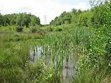 Longmoor Bog