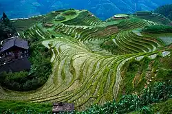 Longsheng (Longji) Rice Terrace