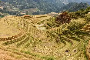 Longsheng Rice Terraces in November 2017.