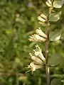 close-up of flowers