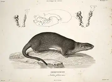 Depiction of marine otter, including skull and dental structure.