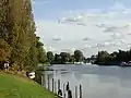The lower end of the Staines-upon-Thames reach of the Thames, showing typical trees of the next reach and Penton Hook Island, a small nature reserve.