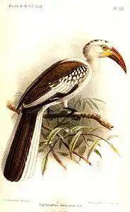 T. damarensis, illustration by Keulemans, 1892