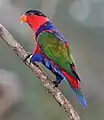 Wing plumage - at Jurong BirdPark