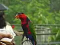 At Jurong BirdPark, Singapore