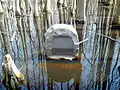 Monument flooded swamp water surrounded by large, kneed cypress trees