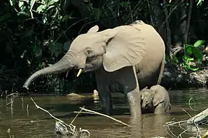 African forest elephant