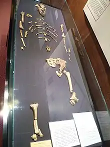 Skeleton of Lucy, the most well-known Australopithecus afarensis fossil, at the National Museum of Ethiopia.