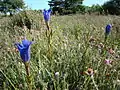 Marsh gentian and cross-leaved heath