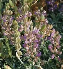 The summer lupine, Lupinus formosus