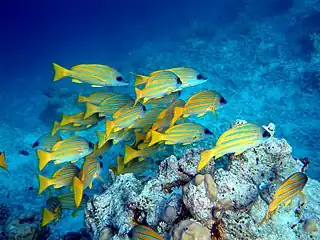 Bluestripe snapper schooling.