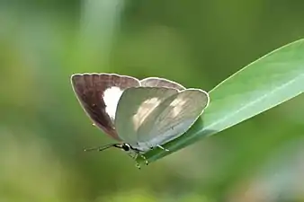 Dorsal view (female)