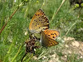 Mating