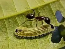 Ant tending a lycaenid caterpillar.