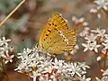 Lycaena virgaureae, male - lateral view