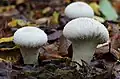 Image 18Common puffball (Lycoperdon perlatum) has a glebal hymenium; the interior is white when it is young, but as it matures, the interior becomes brown containing spores (from Mushroom)