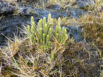 Austrolycopodium magellanicum