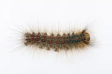 Caterpillar