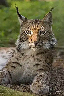 Lynx (or Felis) lynx