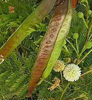 Seed pods and flowers