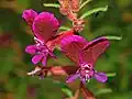 Flowers of Cuphea lanceolata