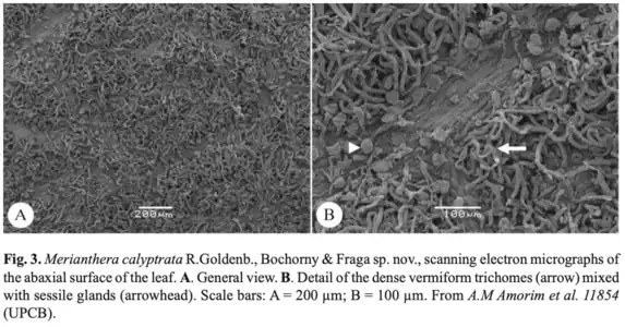 Scanning electron microscopy images of leaf