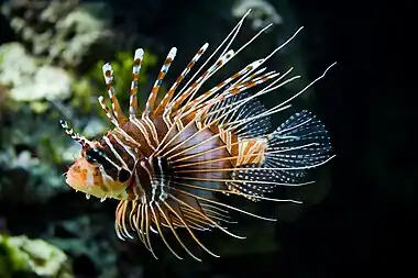 Image 5Pterois antennataMore selected pictures