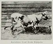 old black-and-white photograph of a spotted cow