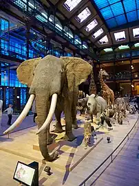 Parade of African mammals