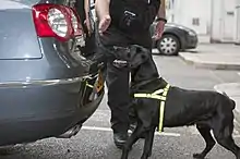 A British police search dog