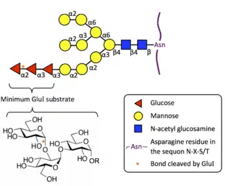 The oligosaccharide substrate for MOGS