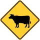 Cattle