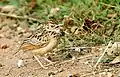 A juvenile near Bangalore, India