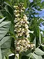 Upright inflorescence, street tree, Bozeman, Montana, USA