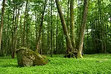 Maardu hiis, a sacred grove in Maardu village.