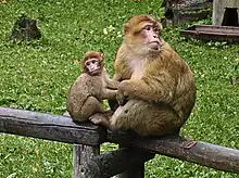 Picture of a mother macaque with a child