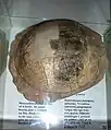 Fossilised tortoise of the Mesozoic era (65 million years old)