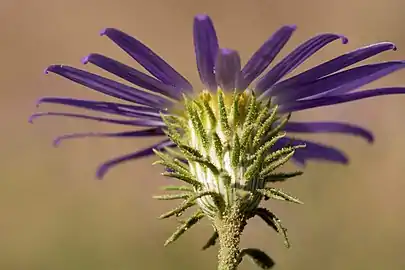 Underside of flower